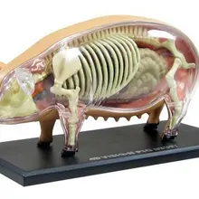 Odontogia детские игрушки 3 D свинья анатомический медицинский анатомический модель puzzels для детей скелет