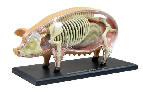 Odontologia детские игрушки 3 D свинья анатомия медицинская анатомическая модель