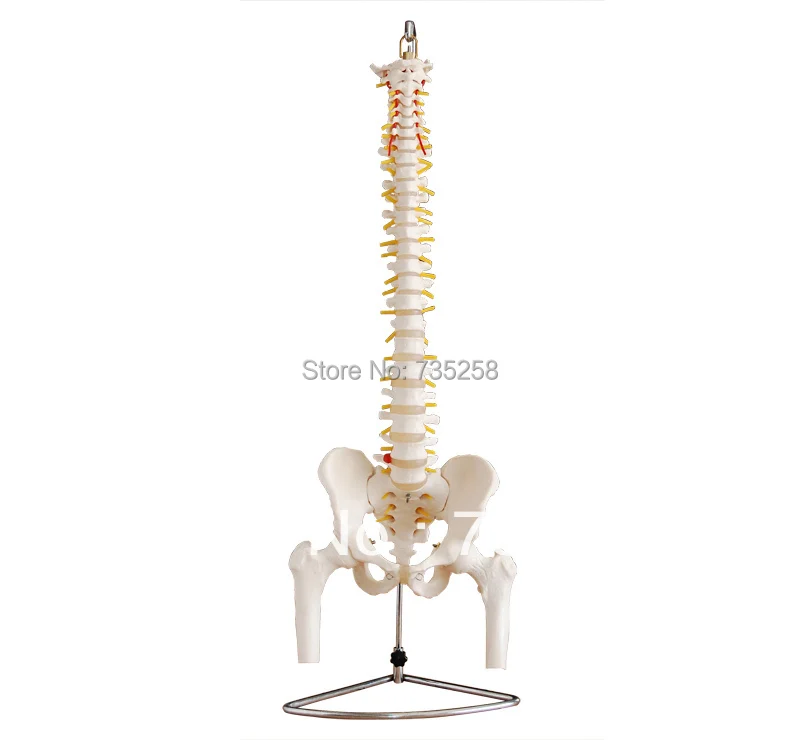 

Life-Size Vertebral Column with Pelvis and Femur Heads