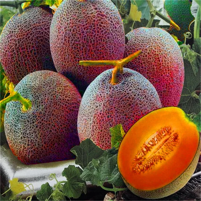 20pcs Super Big Sweet Honey dew Melon plants Hami Melon Fruit plant