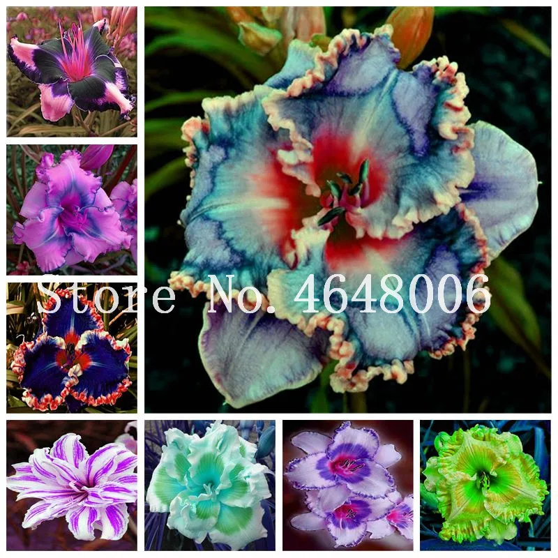

New! 120 Pcs Holland Rainbow Daylily Bonsai Rare Beauty Day Lily Flower Plant Garden Exotic Organic Vegetable seedsplant Can Eat