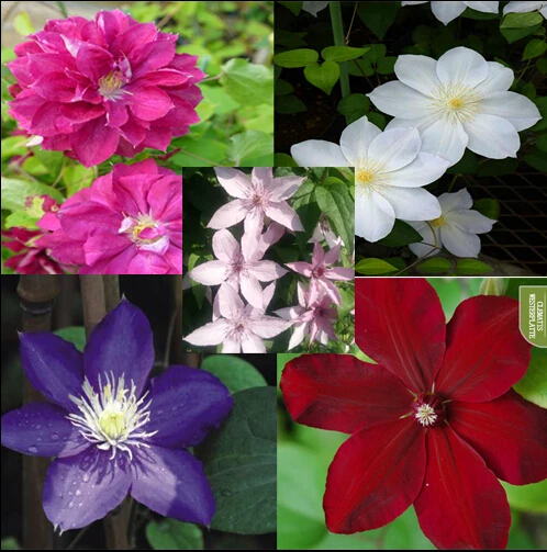 free ship Vine Clematis potted clematis garden flowers, no the clematis 20 seeds