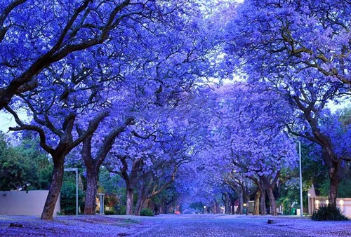 

Non-gmo 100pcs/bag Jacaranda potted Tree variety complete the budding rate 99% Jacaranda Mimosifolia Tree Shrub