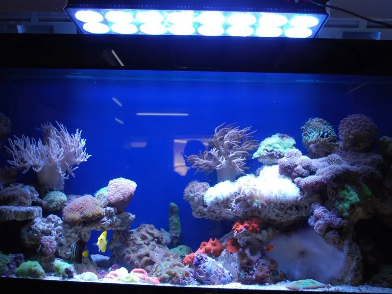 my tank08