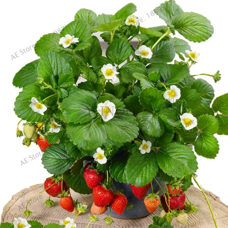 

1000Pcs Giant Red Strawberry Organic bonsais Giant Japan Strawberry bonsais for Home * Garden
