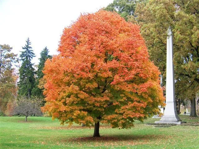 New Home Garden Plant 10 Seeds Northern Sugar Maple Acer Saccharum Rock Maple Fall Colors Tree Seeds Free Shipping