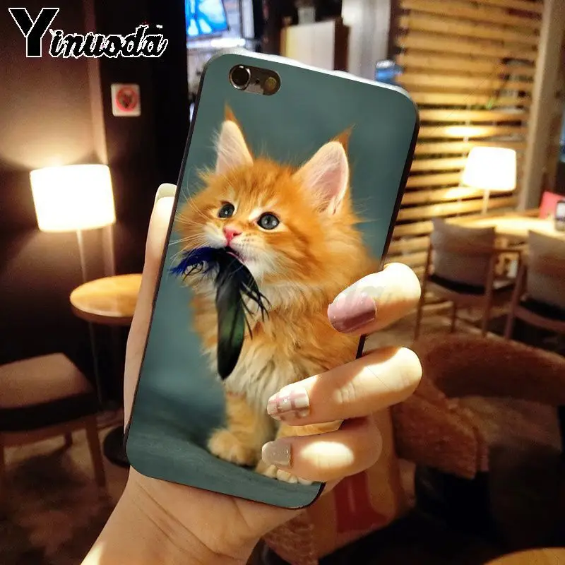 pet maine coon cat