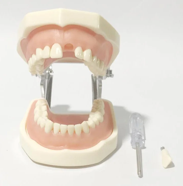 

Dental lab model Soft gums 32 teeth Preparation of teeth Practice model