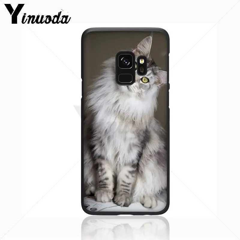 pet maine coon cat