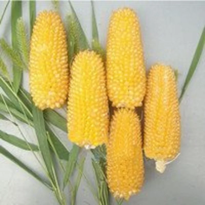 

Pineapple fruit green vegetable bonsais corn bonsais 5 PCs small family garden