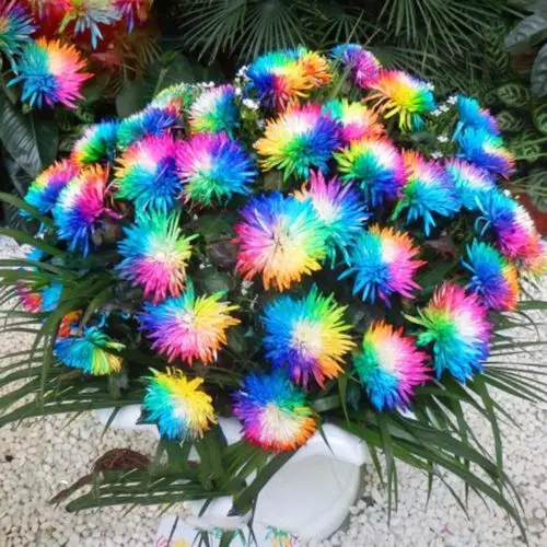 

Lowest Price!200pcs/bag rainbow daisy flores,chrysanthemum plantas,bonsai flower plante,beautiful potted plants for home garden