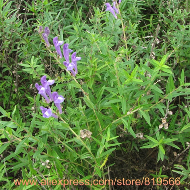 Rea Chinese Scutellaria Seeds Herbs Skullcap Tes Bonsai Rea Chinese Scutellaria Seeds Herbs Skullcap Tes Bonsai Huangcen Garden Tree Outdoor Herb