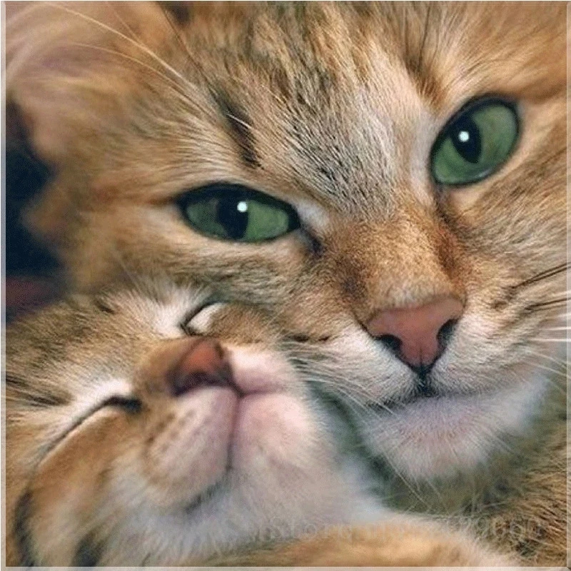 

Diamond Painting Intimate kitten full drill Mosaic DIY Diamond Painting Cross Stitch Embroidery Home Decorative Craft