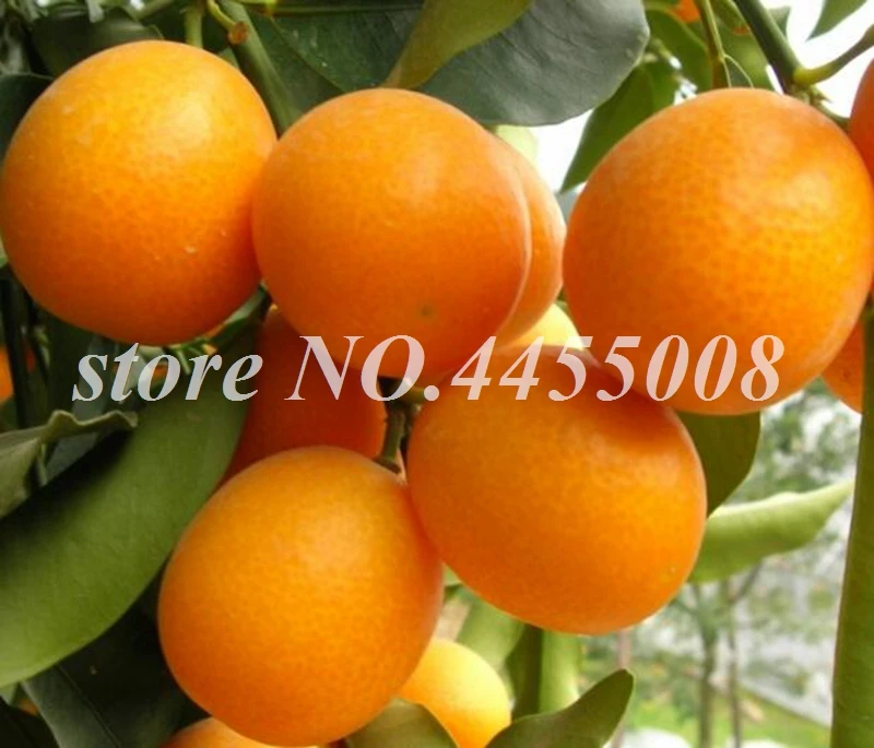 

40 Pcs Kumquat Tree Bonsai Balcony Patio Potted Fruit Tree Tasty Juicy Orange Citrus Balcony Flores Potted Christmas Ornaments