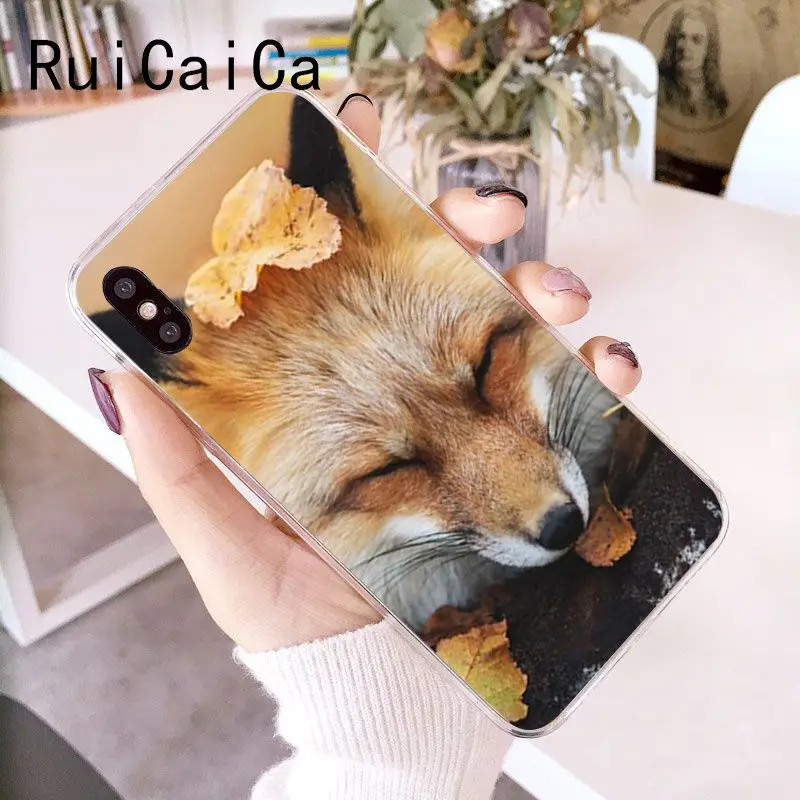Animal Raccoon Fox
