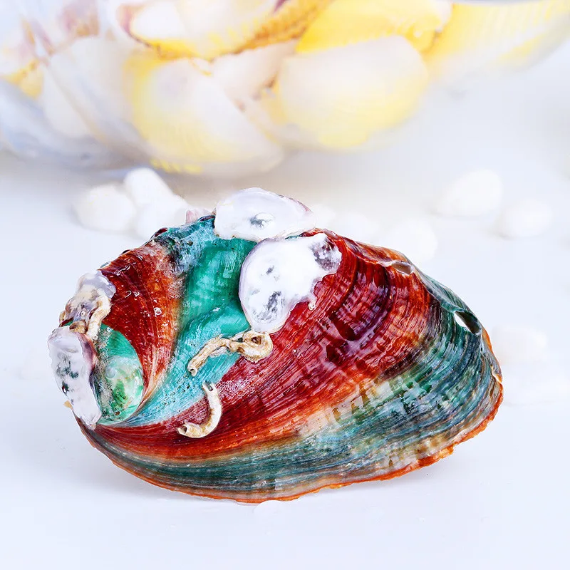 

6-8cm Natural Craft Rainbow Abalone Shell Beautiful Abalone Seashell Fish Tank Aquarium Landscaping Wall Wedding Home Decoration