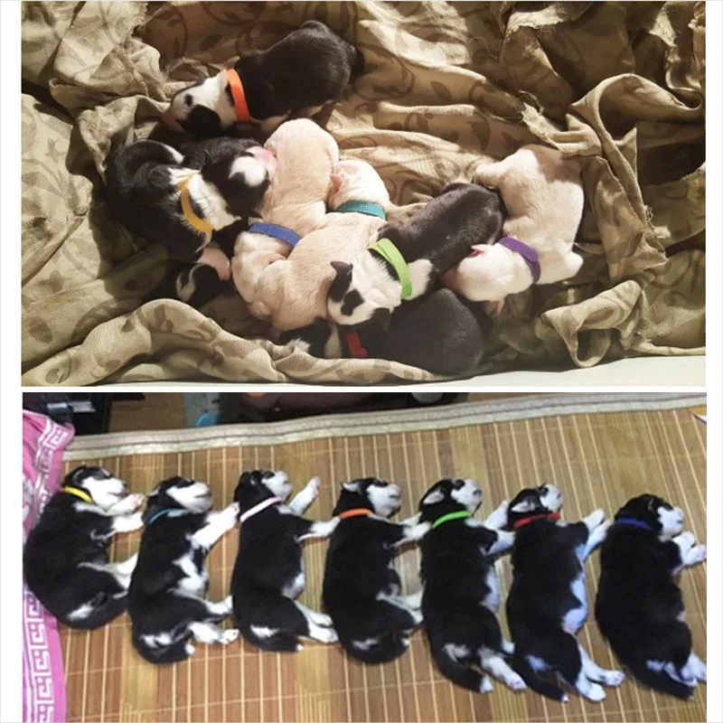 Identification Whelping ID Tags For Dog