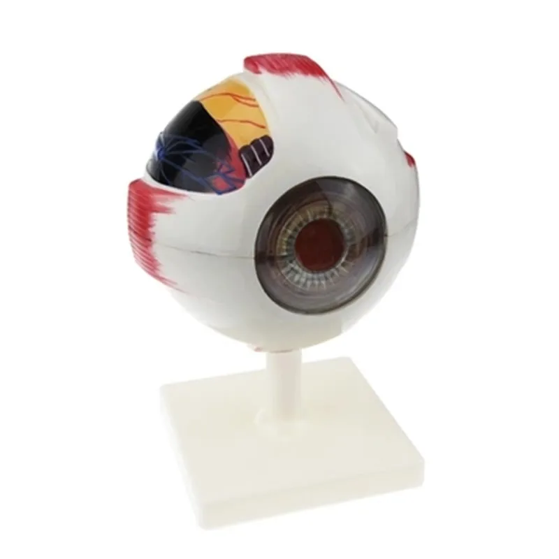 

Vivid Human Giant Eye Model,Eyeball structure model,Eyeball Anatomical Model