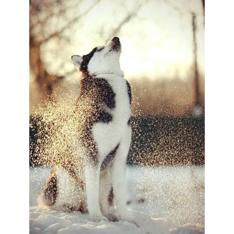 Snow Huskies 3