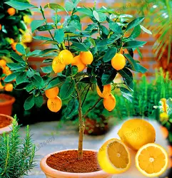 Натуральная! 20 штук Лимонное дерево Флорес фрукты plantas Бонсай завод DIY домашний сад бонсай Плант съедобные зеленые высокая скорость