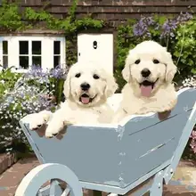 21016 щенков на тележке-краска по комплекты номеров для взрослых DIY