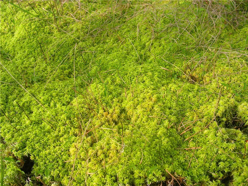 10G Sphagnum Moss Garden Supplies Sphagnum Moss Moisturizing Nutrition Organic Fertilizer For Phalaenopsis Orchid Musgo Sphagnum