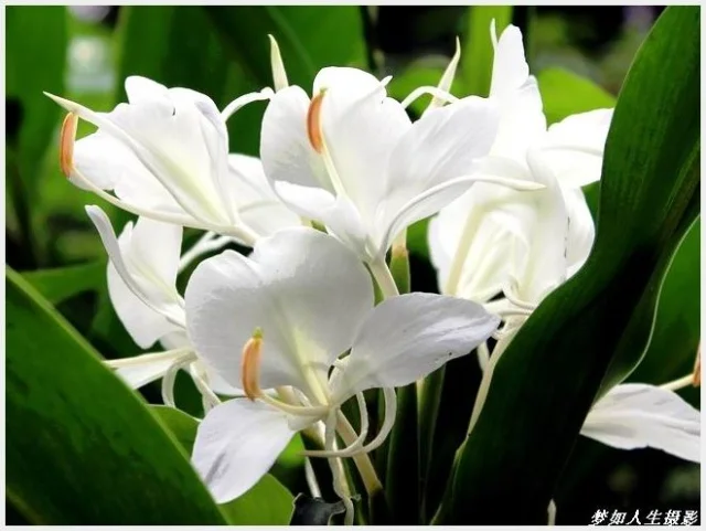 Flower Seeds Bonsai Canna Lily Ermine Tropical House Plant Flower Seeds Bonsai Canna Lily Ermine Tropical House Plant White Flowers Garden Decoration Potted 10seeds