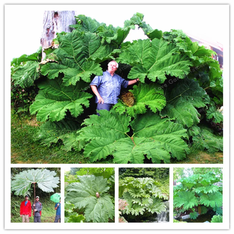 Gunnera Manicata Bonsai Also Called Giant Rhubarb Bonsai Grow In Partial Shade Huge Leaves Outdoor Plant in Garden 50 Pcs/Bag