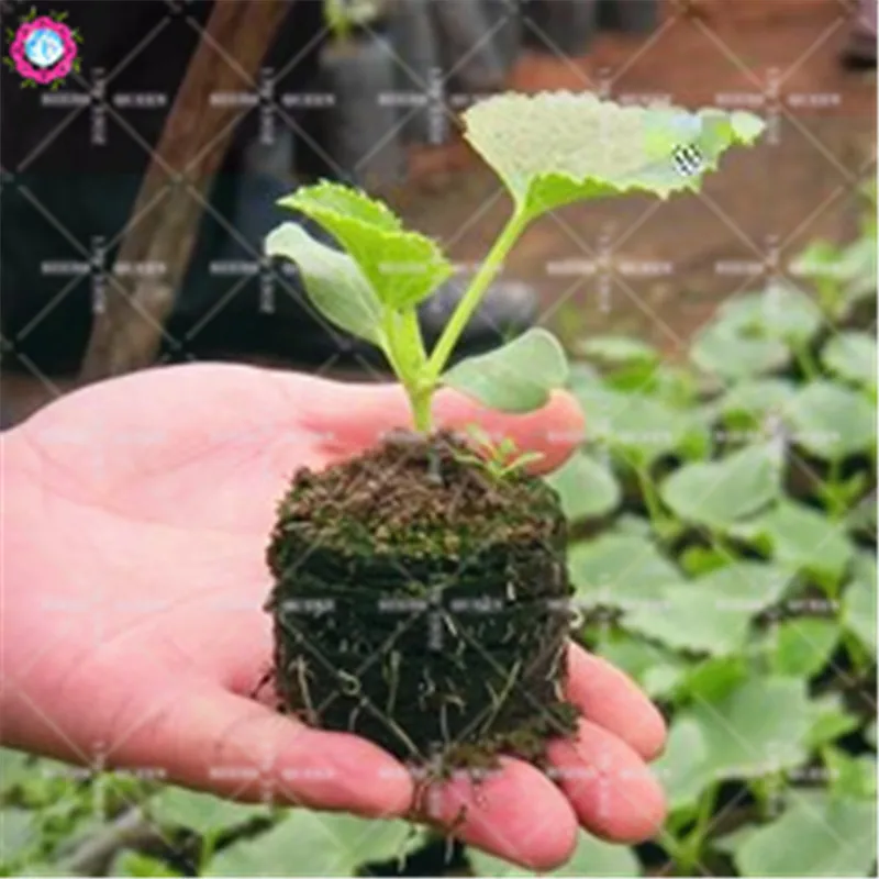 Peat Nursery Nutrition Block Vegetable Integrated Compression Nutrition Base For Home Garden Easy To Use Improve The Soil 1pcs