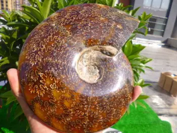 

2220g(4.8 lb) Jade Chrysanthemum Ammonite Shell Fossil Madagascar