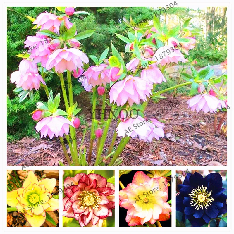 

New Flower,100pcs,Rare Helleborus flores,Mixed Colors Japanese Bonsai Potted,Plants DIY Home Garden Lotus plantas