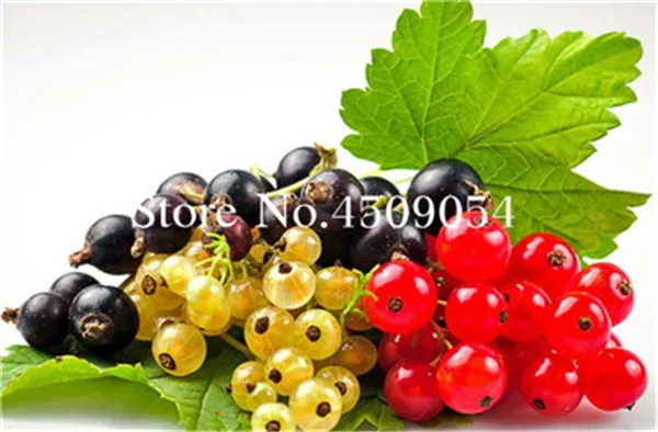 

100pcs Red currant Fruit plant Pan-American Gooseberry flores Lantern fruit plantas,bonsai plant for home garden Perennial fruit