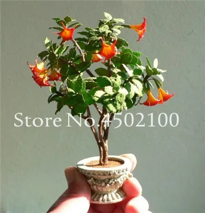 50 Pcs Rainbow Brugmansia Datura Bonsai, Dwarf Brugmansia Angel Trumpets Bonsai Flower Tree, Rare Potted Plant For Home Garden 50 Pcs Rainbow Brugmansia Datura Bonsai, Dwarf Brugmansia Angel Trumpets Bonsai Flower Tree, Rare Potted Plant For Home Garden