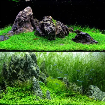 Aquarium Plant Seeds – Waterscape Fish Tank Decoration 1 Aquarium Plant Seeds - Waterscape Fish Tank Decoration 1