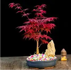 Бонсай 100% 50 шт. True японский красный клен дерево Очень красивые Крытый дерево домашний сад decortion