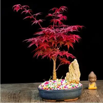 

bonsai 100% 50pcs True Japanese Red Maple Tree Very Beautiful Indoor Tree home garden decortion