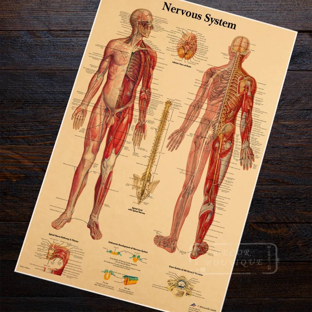 

Wall Stickers Vintage Medical Use Of The Human Nervous System Diagram Students Collect Weird Paper Poster Core Room Decoration