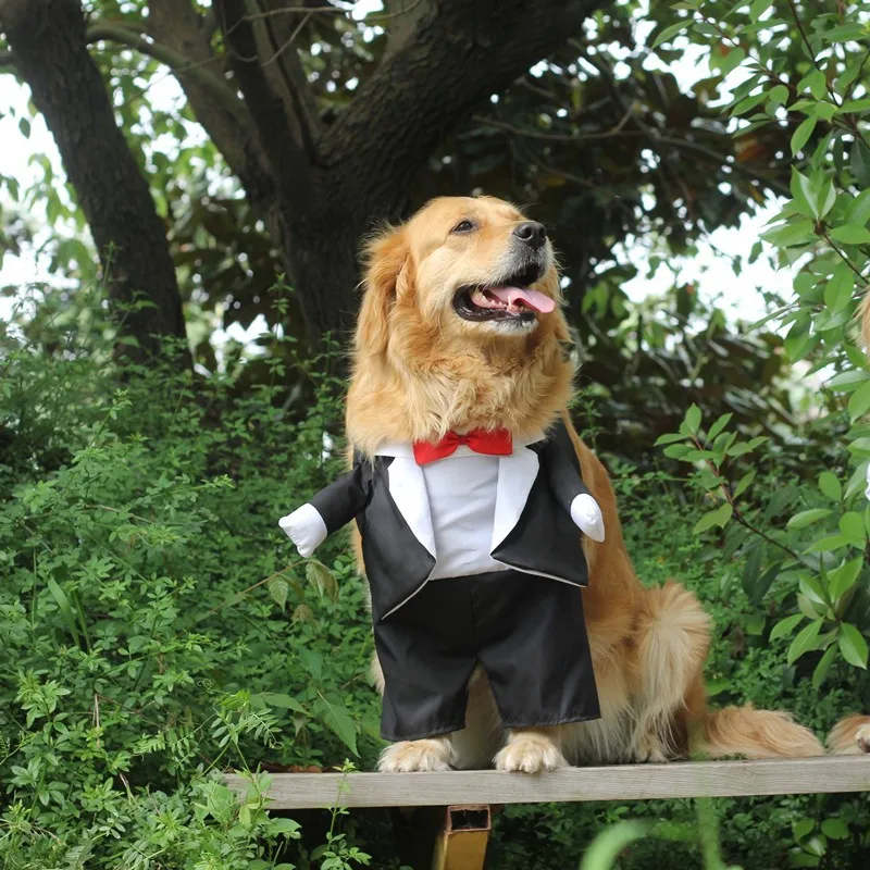 Dog Costume For Wedding Party (8)