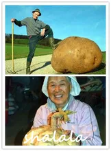 100 Pcs / bag Exotic Giant Potato Organic Green Outdoor Vegetable Heirloom Seedsplant Bonsai Planta For Home & Garden Planting