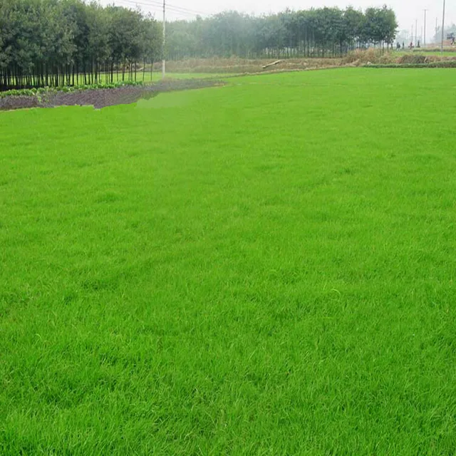 Buy High Quality Evergreen lawn Purple Fescue grass