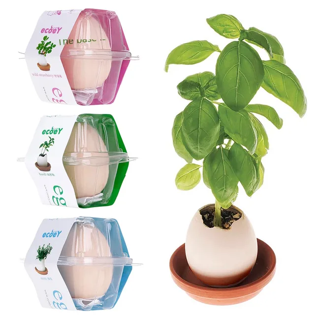 1PCS Novelty Creative Lucky Egg Shaped Potted Plants Egg Hatches Plant Desktop Egg Potted Decor