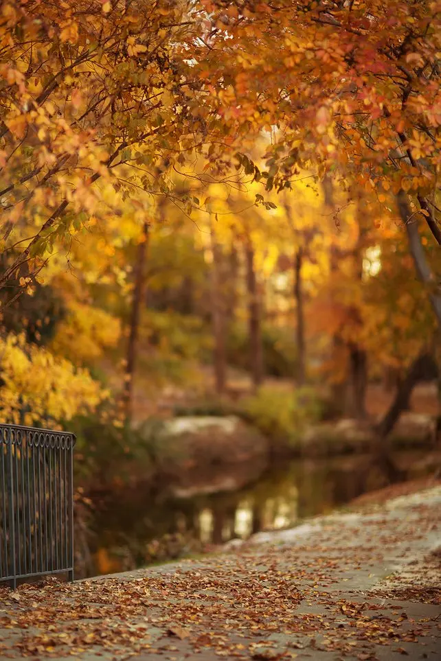 Autumn Tree Leaves Leaf Fence River Blur Background High Quality Computer  Print Wedding Photo Backdrop - Backgrounds - AliExpress