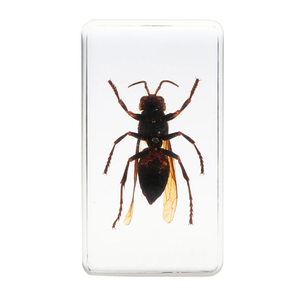 Настоящее насекомое образец Wasp в прозрачном Paperweight 7 5x4x2 5 см|Юный биолог| |