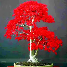 BONSAI 10pcs/bag Japanese Red Maple Tree Bonsai Plants 100% True Very Beautiful Indoor Potted Planting Tree for Home Garden