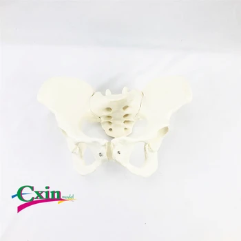 

Female pelvis model specimen tibia sciatic bone model human skeleton model