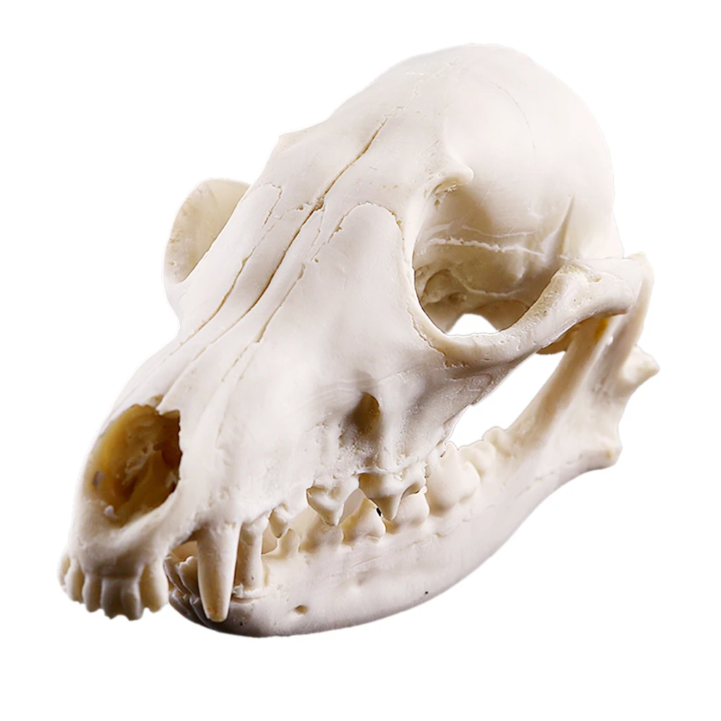 Realistic   Skull Replica Medical Teaching Skeleton Model Collectibles Home Decor