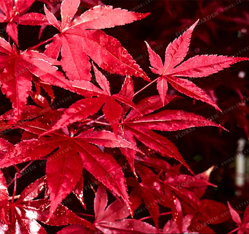 

20PCS JAPANESE RED MAPLE TREE WITH HERMETIC PACKAGE * VERY BEAUTIFUL * JAPAN MAPLE NEW home garden Flower Bonsai