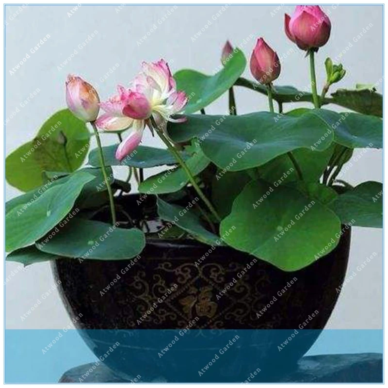 

ZLKING 5pcs/bag bowl lotus water lily rare Aquatic flower Perennial Plant bonsai for home garden