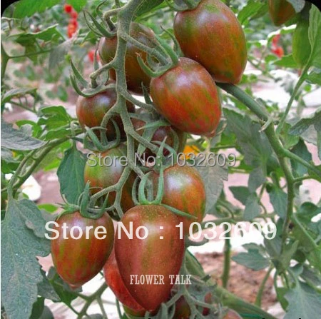 why is tomato a fruit high fiber fruits why is tomato a fruit high fiber fruits