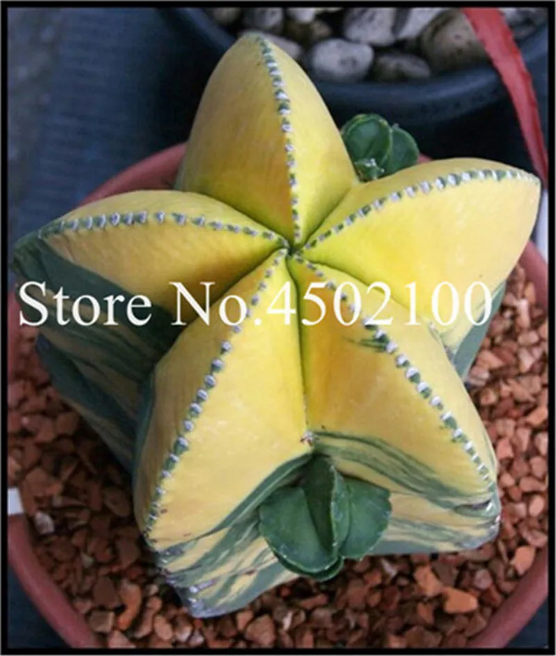 50 Pcs Mixed Lithops Bonsai, Raw Stone Cactus Pseudotruncatella Succulents Stems Tetragonia Potted Flowers Flesh plants 50 Pcs Mixed Lithops Bonsai, Raw Stone Cactus Pseudotruncatella Succulents Stems Tetragonia Potted Flowers Flesh plants